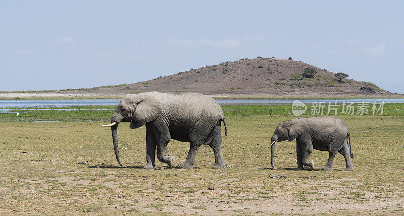 大象妈妈和婴儿，loxodonta africana，肯尼亚非洲